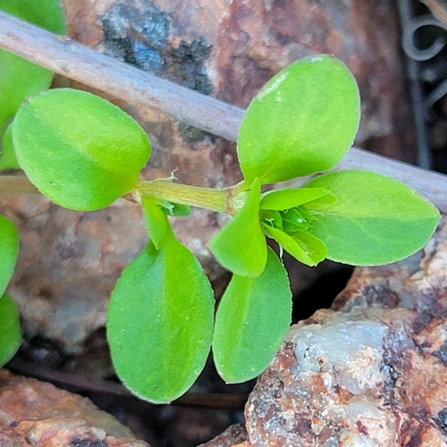 fourleaf manyseed