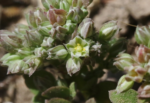 fourleaf manyseed