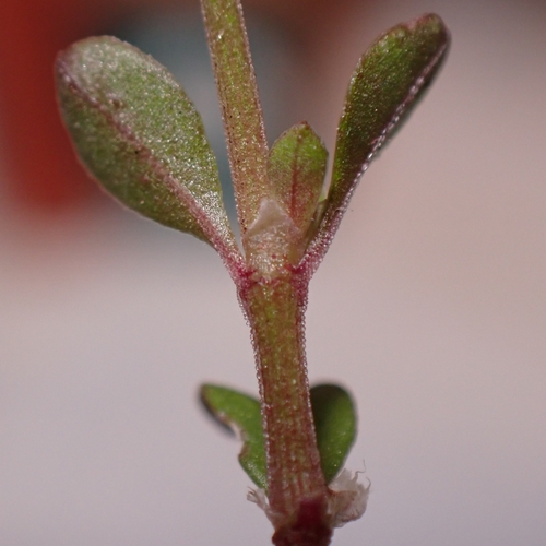 fourleaf manyseed