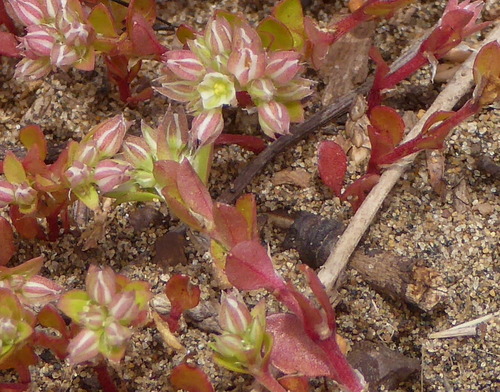 fourleaf manyseed