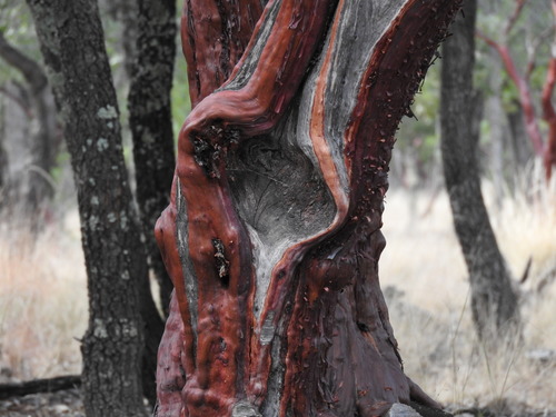 pointleaf manzanita