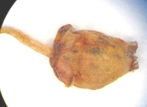 pointleaf manzanita