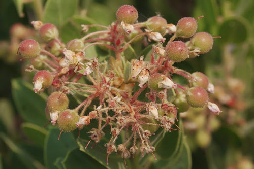 pointleaf manzanita