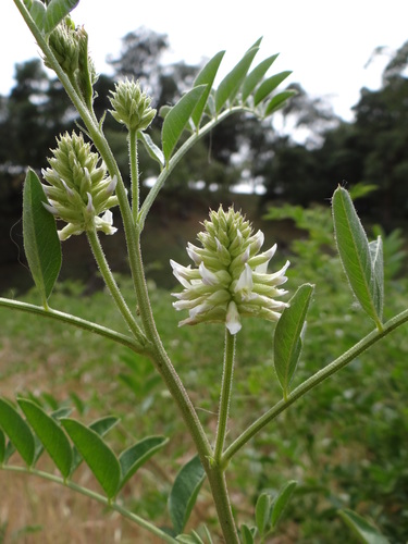 Wild Licorice