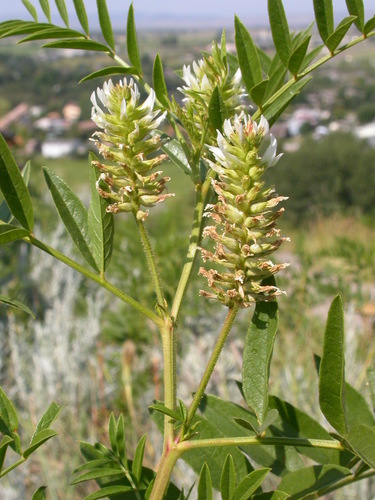 Wild Licorice