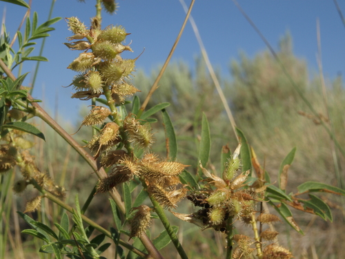 Wild Licorice