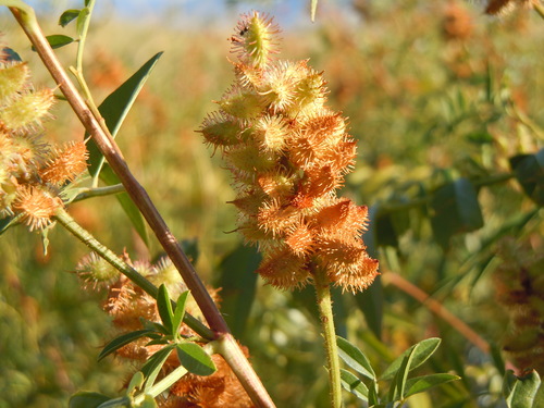 Wild Licorice