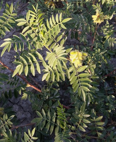 Wild Licorice