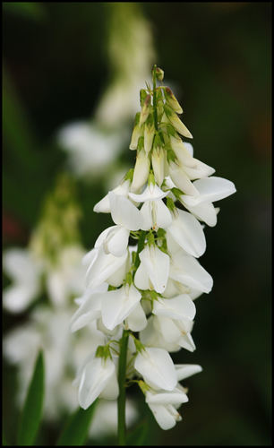 White Sweetclover