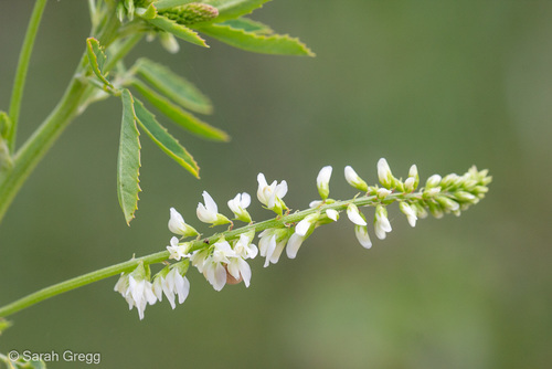 White Sweetclover