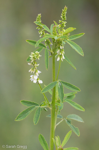 White Sweetclover