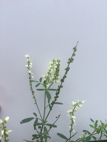 White Sweetclover