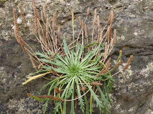 Buck's-horn Plantain