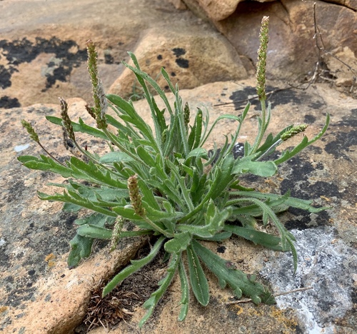 Buck's-horn Plantain