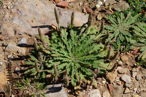 Buck's-horn Plantain
