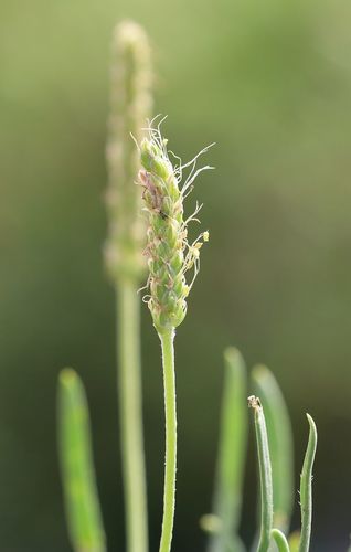 Buck's-horn Plantain