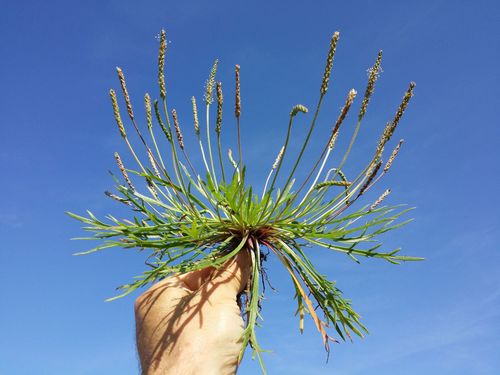 Buck's-horn Plantain