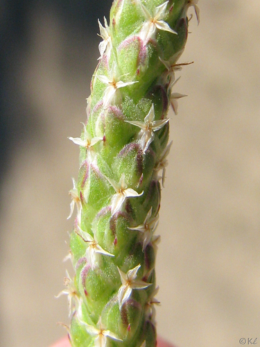 Buck's-horn Plantain