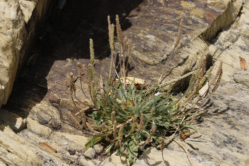 Buck's-horn Plantain