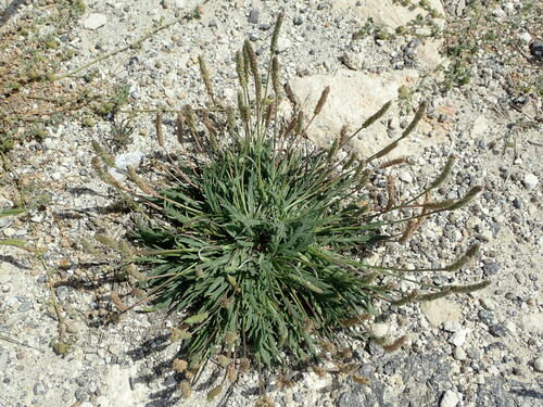 Buck's-horn Plantain