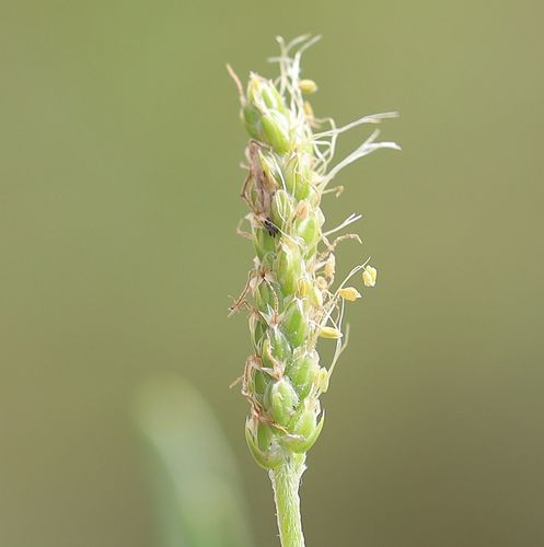Buck's-horn Plantain