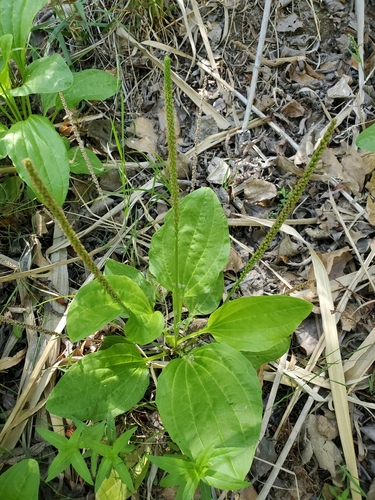 greater plantain