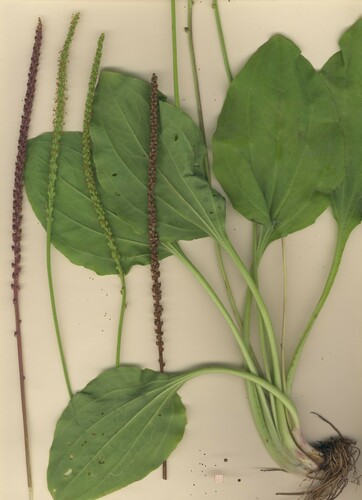 greater plantain