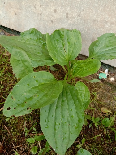 greater plantain