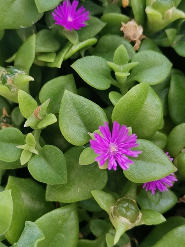 heart-leaf ice plant