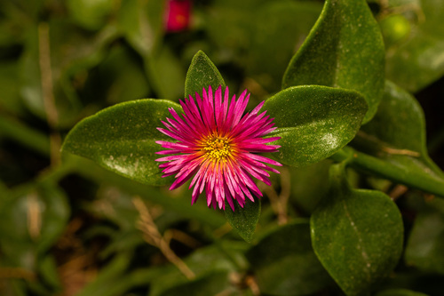 heart-leaf ice plant