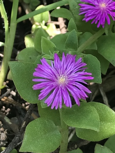 heart-leaf ice plant