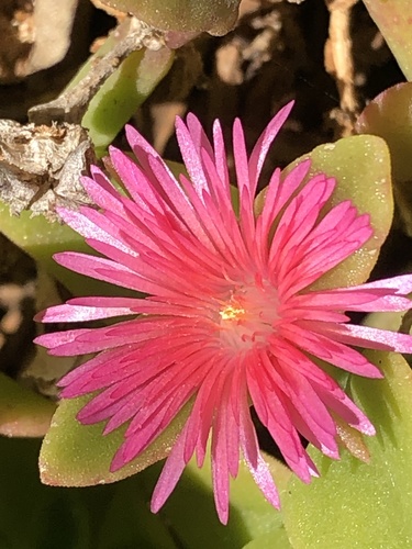 heart-leaf ice plant