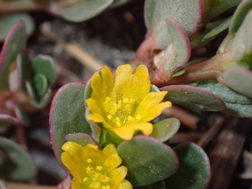 Common Purslane