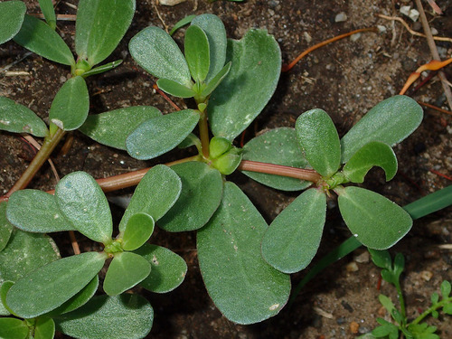 Common Purslane