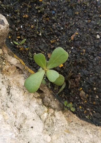Common Purslane