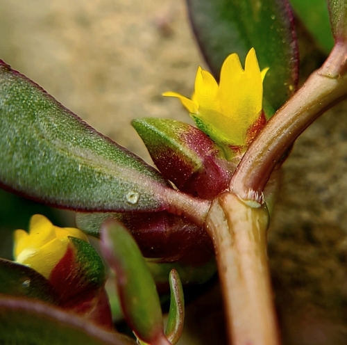 Common Purslane