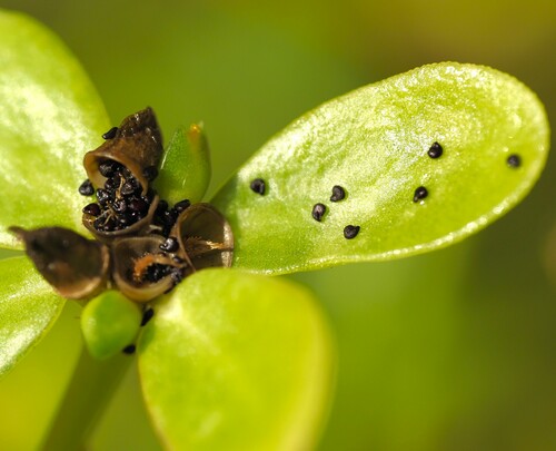 Common Purslane