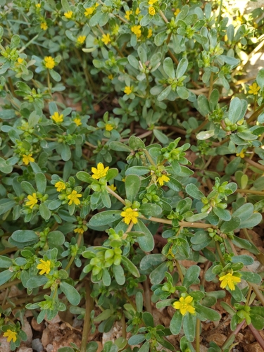 Common Purslane