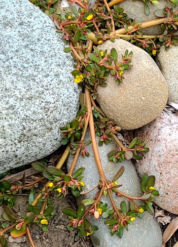 Common Purslane