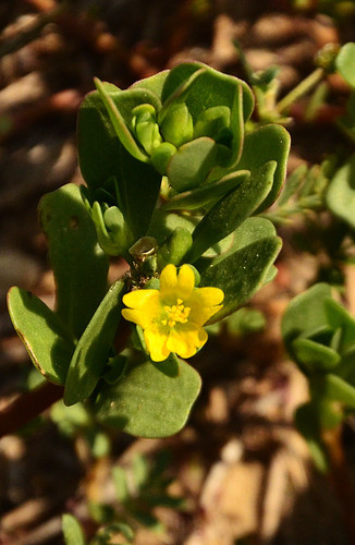 Common Purslane