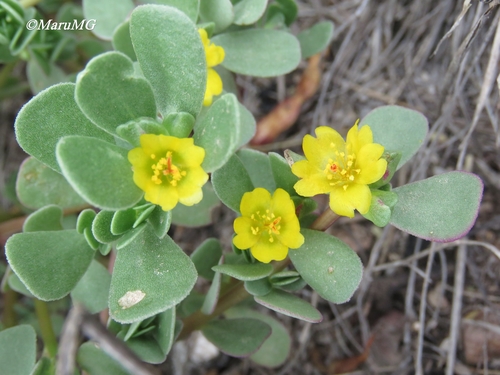 Common Purslane