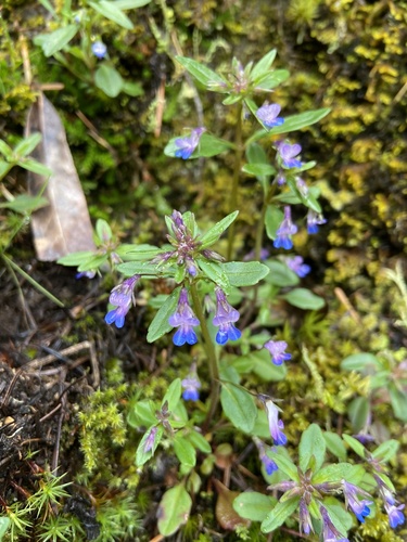 small-flowered blue-eyed mary