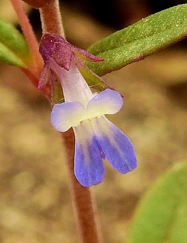 small-flowered blue-eyed mary