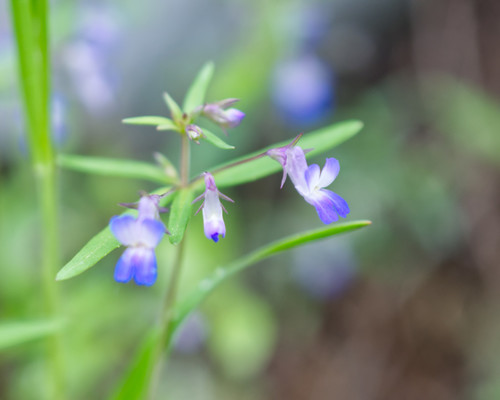 small-flowered blue-eyed mary