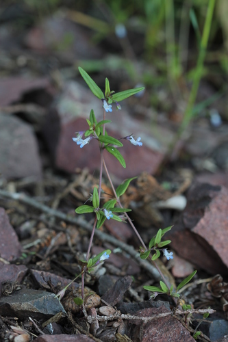 small-flowered blue-eyed mary