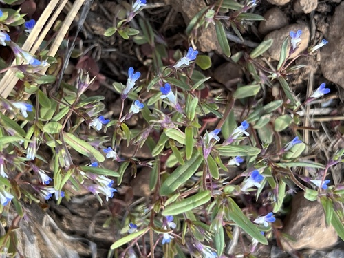 small-flowered blue-eyed mary