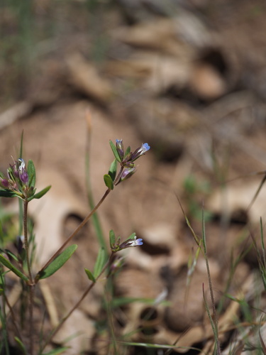 small-flowered blue-eyed mary