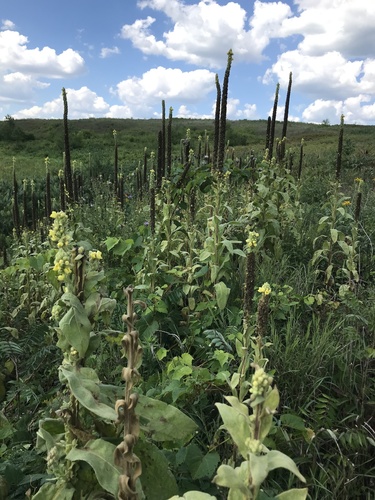 great mullein