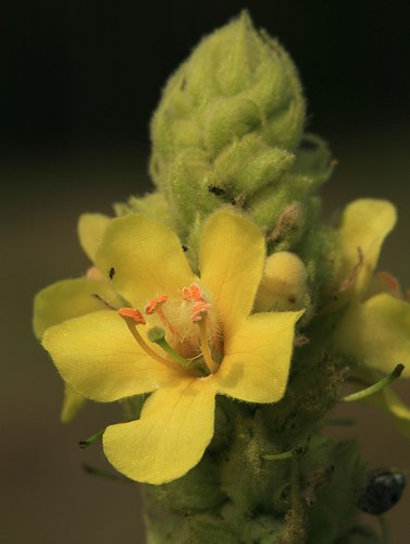 great mullein