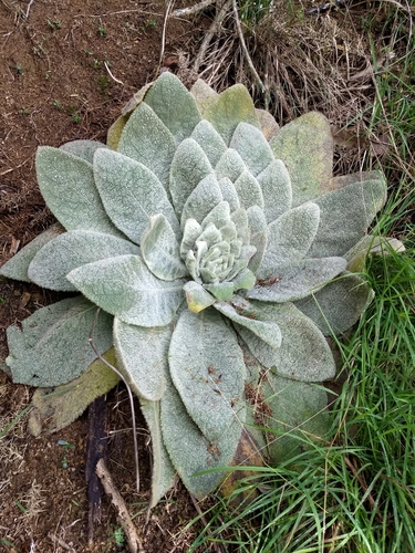 great mullein
